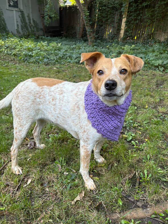 Furbaby Bandana