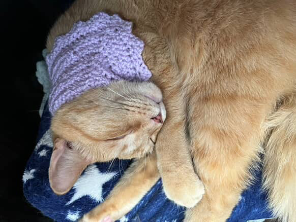 Furbaby Bandana